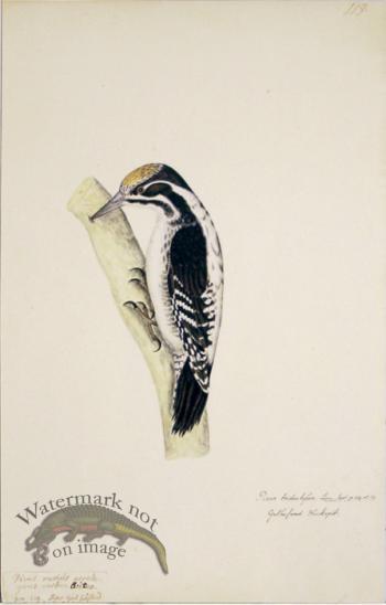 119 Swedish Birds . Picus Tridactylus, Eurasian Three-toed Woodp